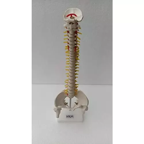 wkm-21-inch-tall-multicolor-pvc-human-vertebral-column-anatomy-spine-model-for-educational-purpose