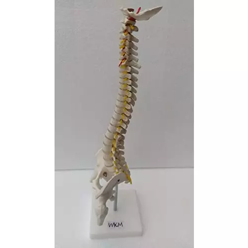 wkm-21-inch-tall-multicolor-pvc-human-vertebral-column-anatomy-spine-model-for-educational-purpose