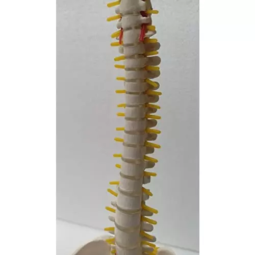 wkm-21-inch-tall-multicolor-pvc-human-vertebral-column-anatomy-spine-model-for-educational-purpose