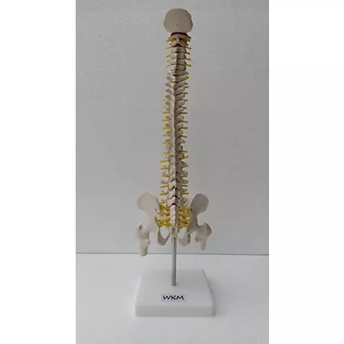 wkm-21-inch-tall-multicolor-pvc-human-vertebral-column-anatomy-spine-model-for-educational-purpose