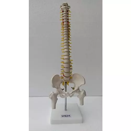 wkm-21-inch-tall-multicolor-pvc-human-vertebral-column-anatomy-spine-model-for-educational-purpose