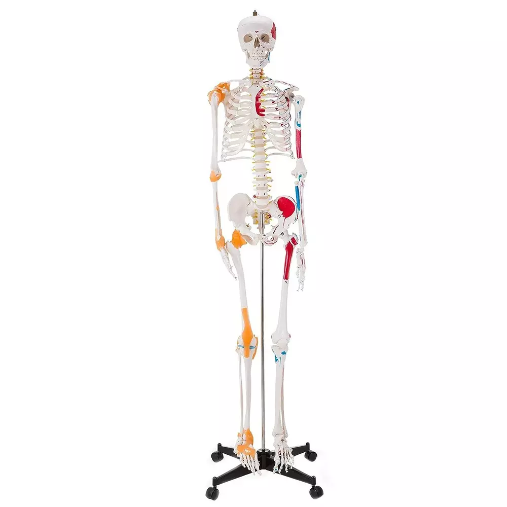 MODELSCART Life Size Human Skeleton Model with Muscles and Ligaments Made of Plastic, Pelvic Mounting Stand with Base for Medical Education, XC-101A