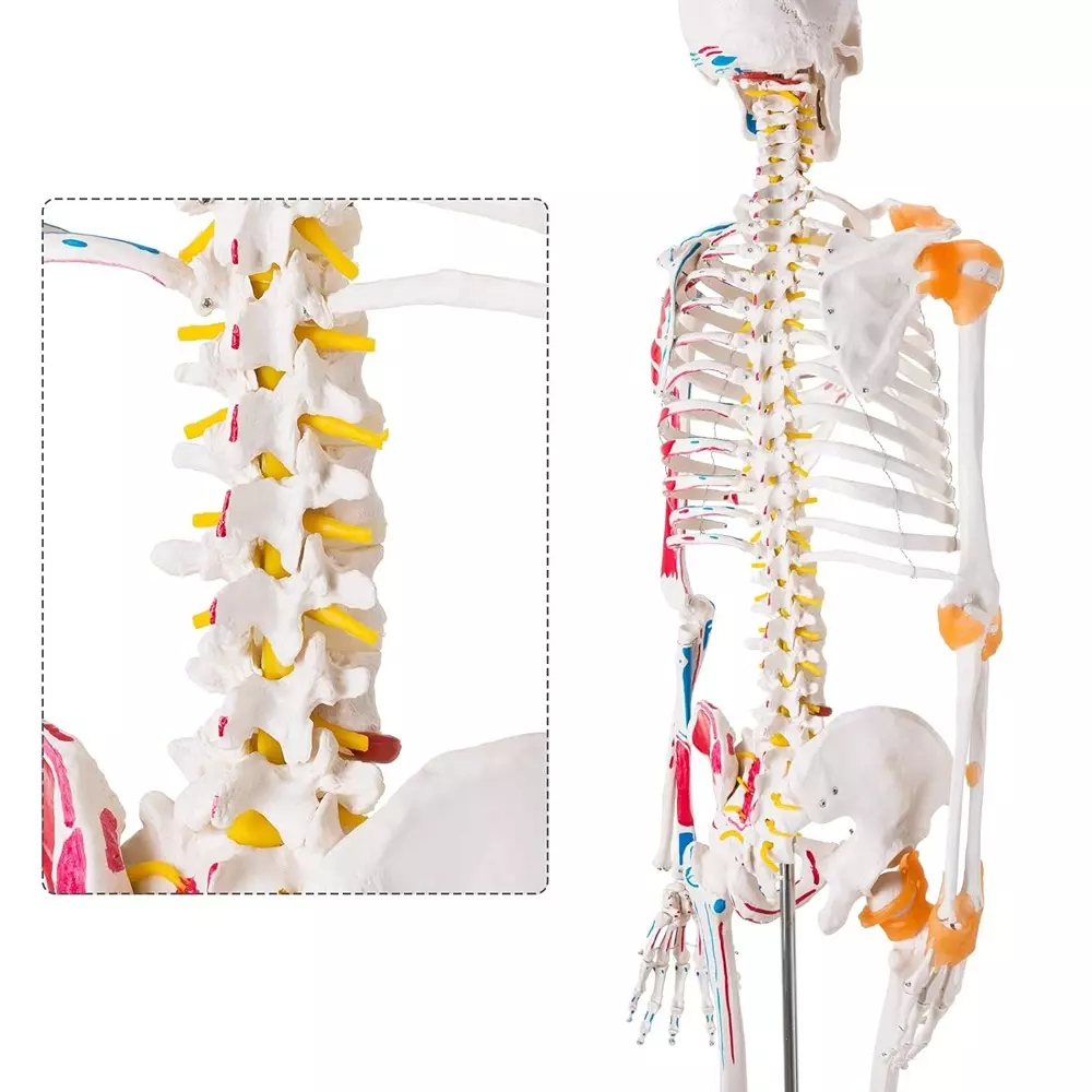 modelscart-life-size-human-skeleton-model-with-muscles-and-ligaments-made-of-plastic-pelvic-mounting-stand-with-base-for-medical-education-xc-101a