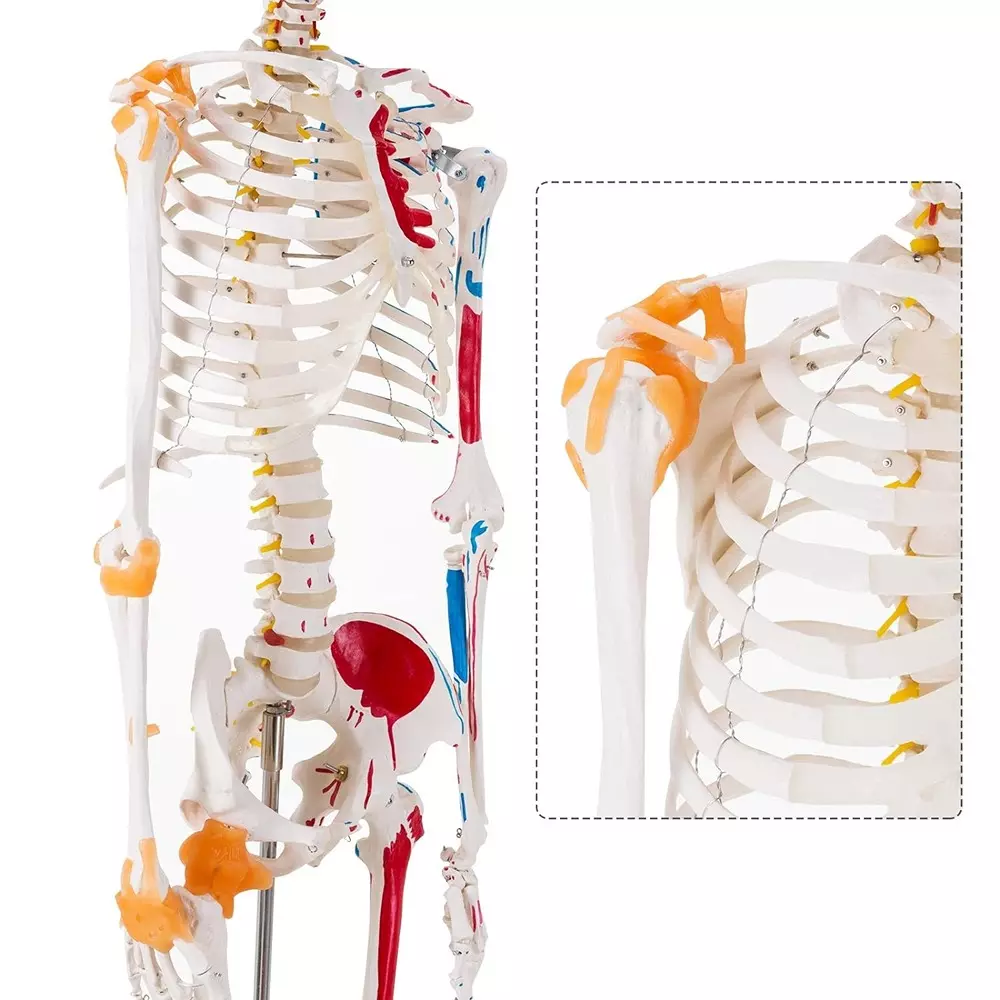 modelscart-life-size-human-skeleton-model-with-muscles-and-ligaments-made-of-plastic-pelvic-mounting-stand-with-base-for-medical-education-xc-101a