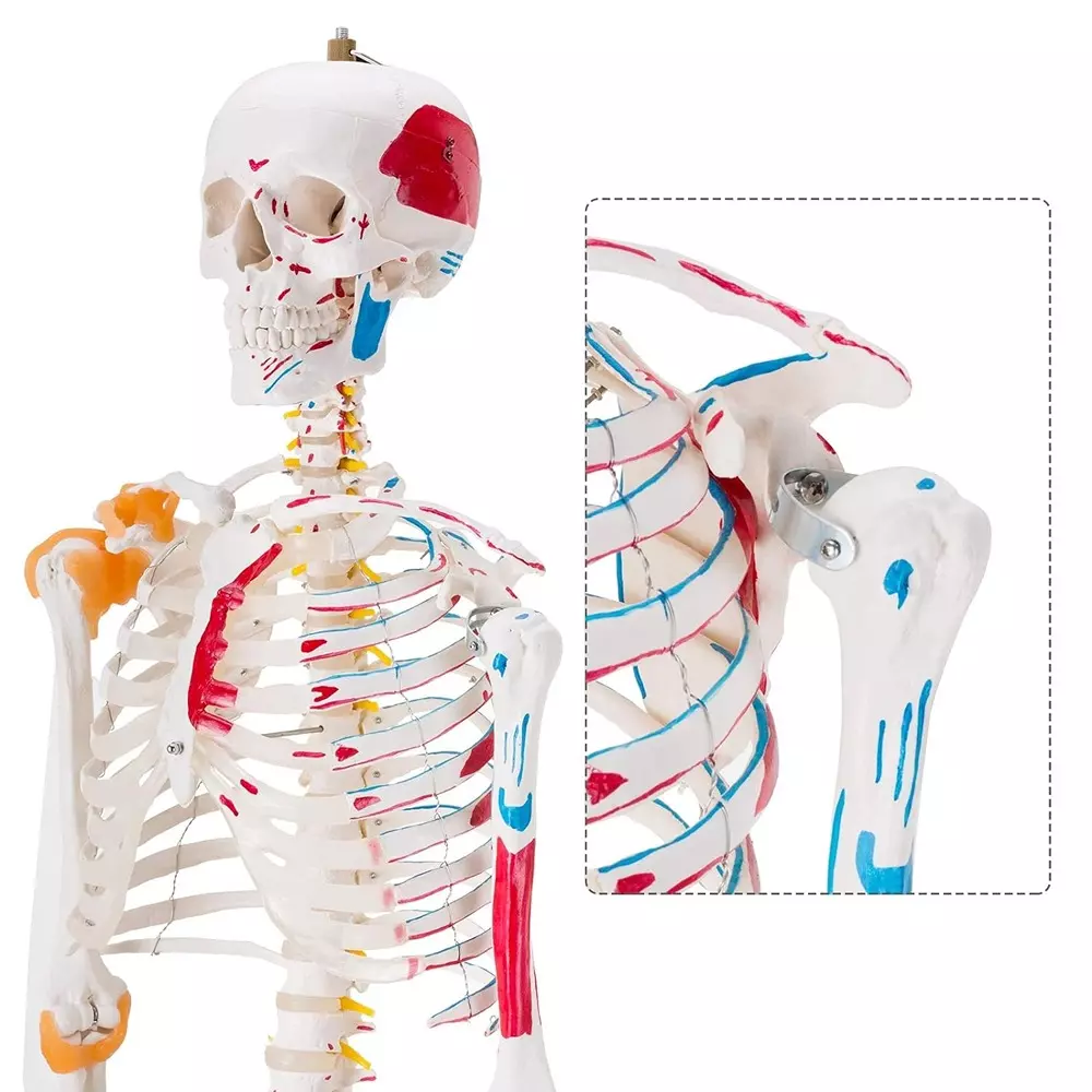 modelscart-life-size-human-skeleton-model-with-muscles-and-ligaments-made-of-plastic-pelvic-mounting-stand-with-base-for-medical-education-xc-101a