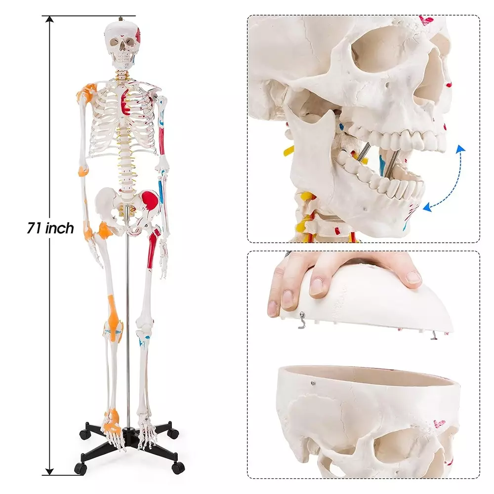 modelscart-life-size-human-skeleton-model-with-muscles-and-ligaments-made-of-plastic-pelvic-mounting-stand-with-base-for-medical-education-xc-101a