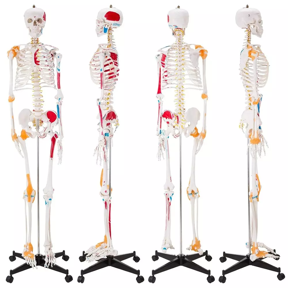 modelscart-life-size-human-skeleton-model-with-muscles-and-ligaments-made-of-plastic-pelvic-mounting-stand-with-base-for-medical-education-xc-101a