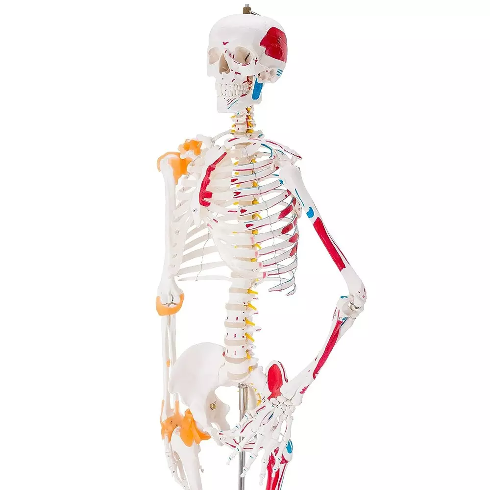modelscart-life-size-human-skeleton-model-with-muscles-and-ligaments-made-of-plastic-pelvic-mounting-stand-with-base-for-medical-education-xc-101a