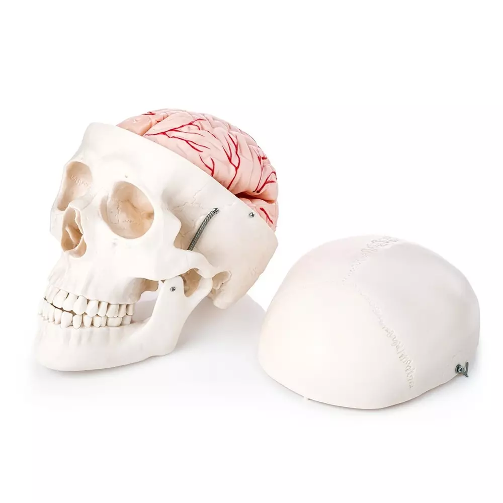 MODELSCART Life Size Human Skull Model with 8 Parts Brain Model, Made of PVC Plastic for Medical Education & Training, XC-104E
