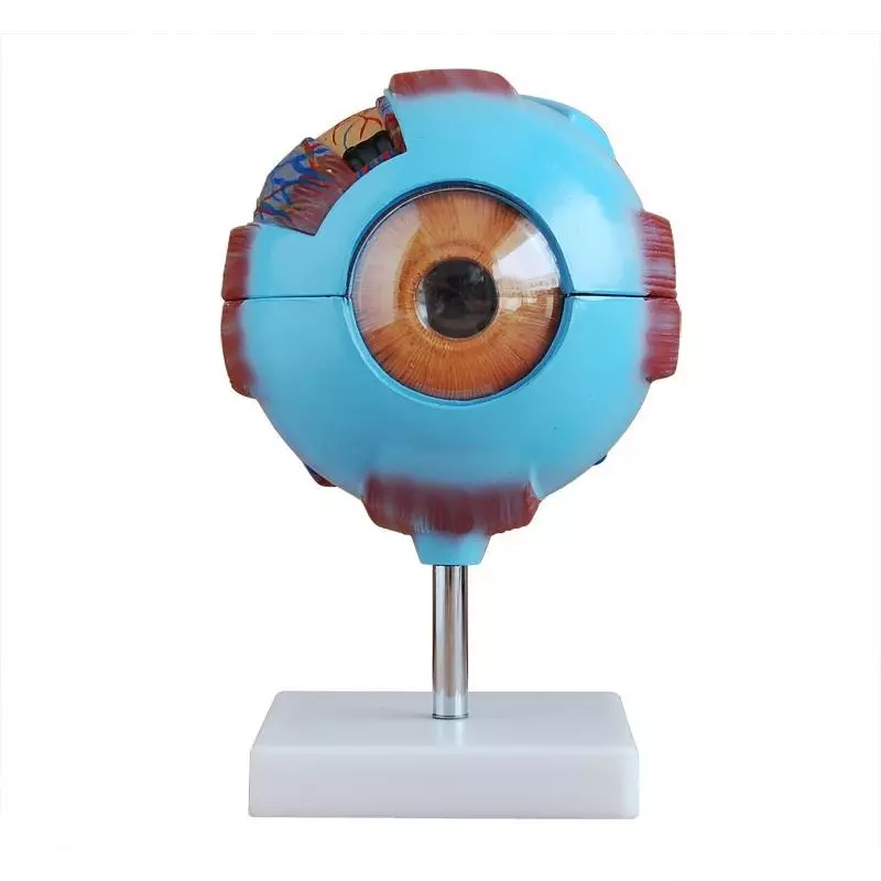 MODELSCART Giant Eye Model, 15.5 cm Made of PVC, Mounted on Plastic Stand for Medical Education, XC-316