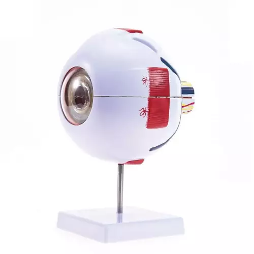 MODELSCART Eye Model, 6 Times Life Size Made of PVC, Mounted on Plastic Stand for Medical Education, RX-316W