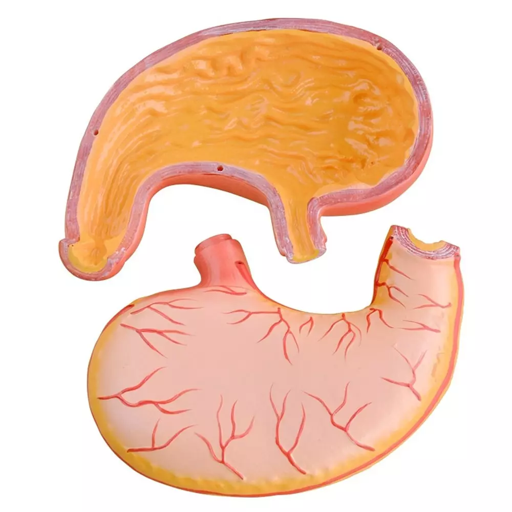MODELSCART Stomach Model, 2 Times Life Size Made of PVC Plastic for Medical Education & Training, XC-306