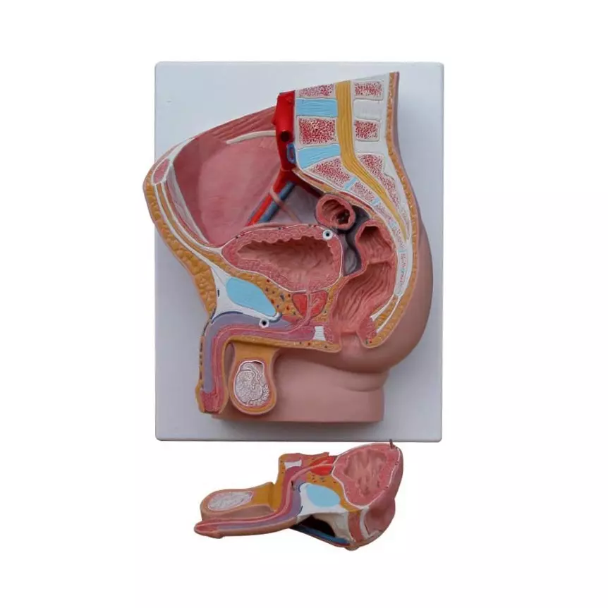 MODELSCART Human Male Pelvis Section 2 Parts Model, Made of PVC Plastic for Medical Education & Training, XC-331 B