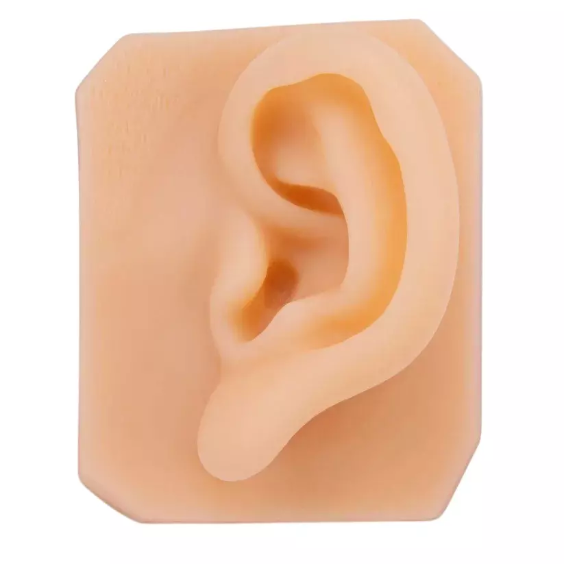 MODELSCART Life Size Ear Suture and Skill Training Pad Silicone Body for Training Medical Students, RX-SST1
