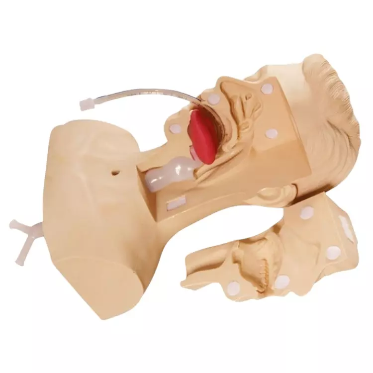 MODELSCART Suction Training Model PVC Body for Training Medical Students, RX-H85