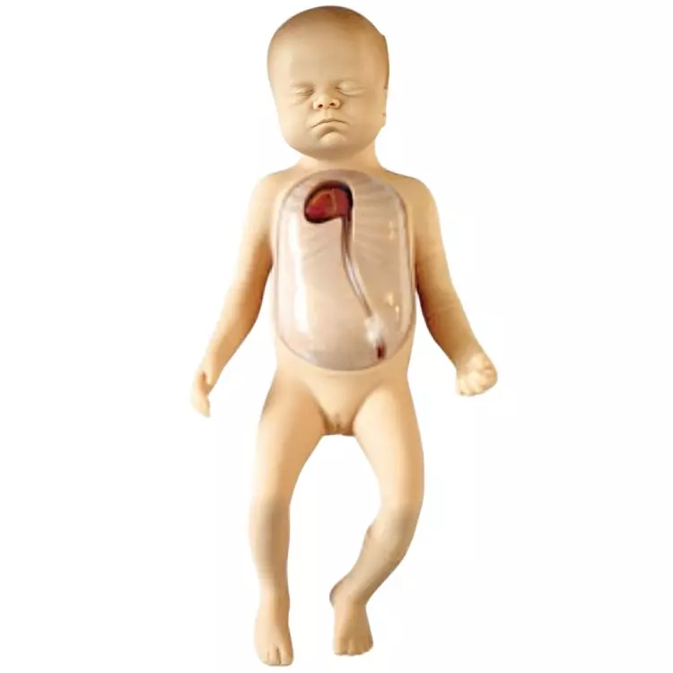 MODELSCART Advanced Neonatal Peripherally Inserted Central Catheter PVC Body for Training Medical Students, RX-L69D