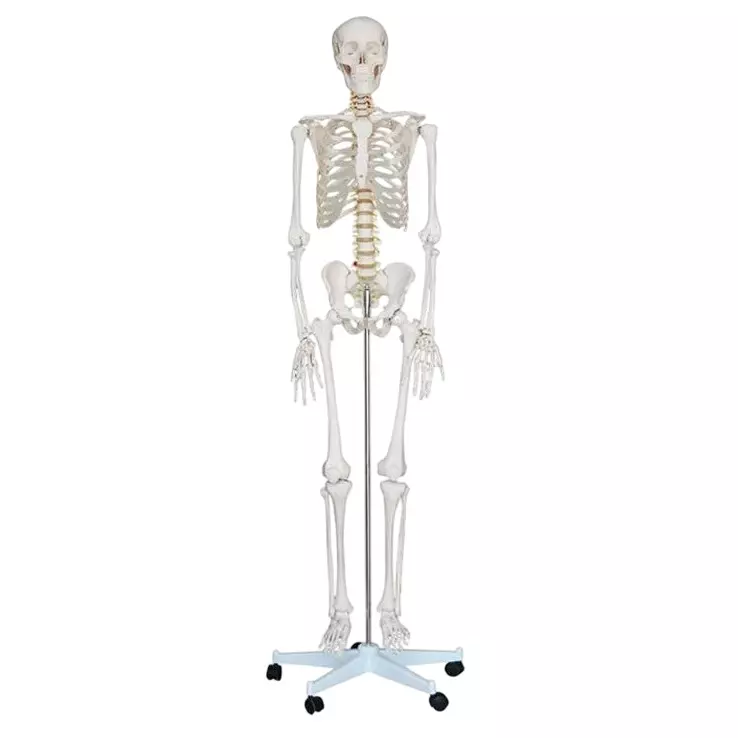 Zesco India Life Size Human Skeleton Model Made of PVC Plastic for Bio and Medical Labs, ZESCO-XC101
