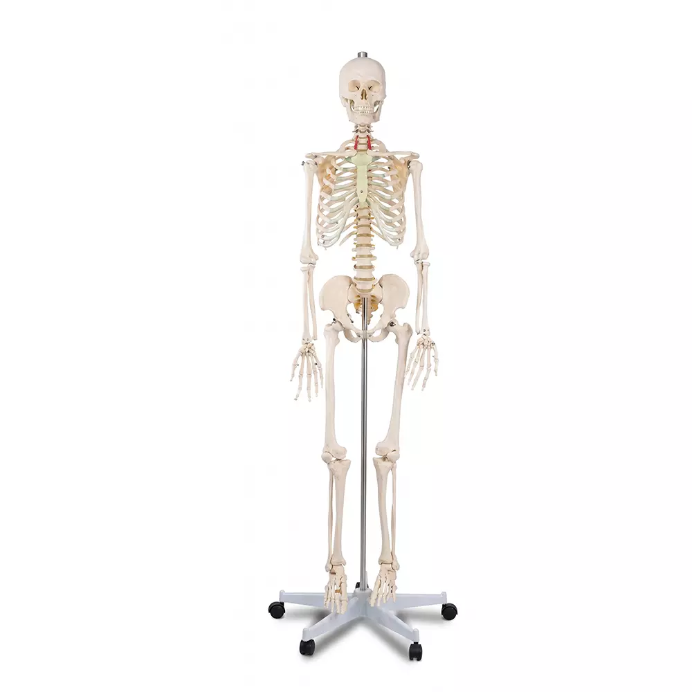 zesco-india-life-size-human-skeleton-model-made-of-pvc-plastic-for-bio-and-medical-labs-zesco-xc101