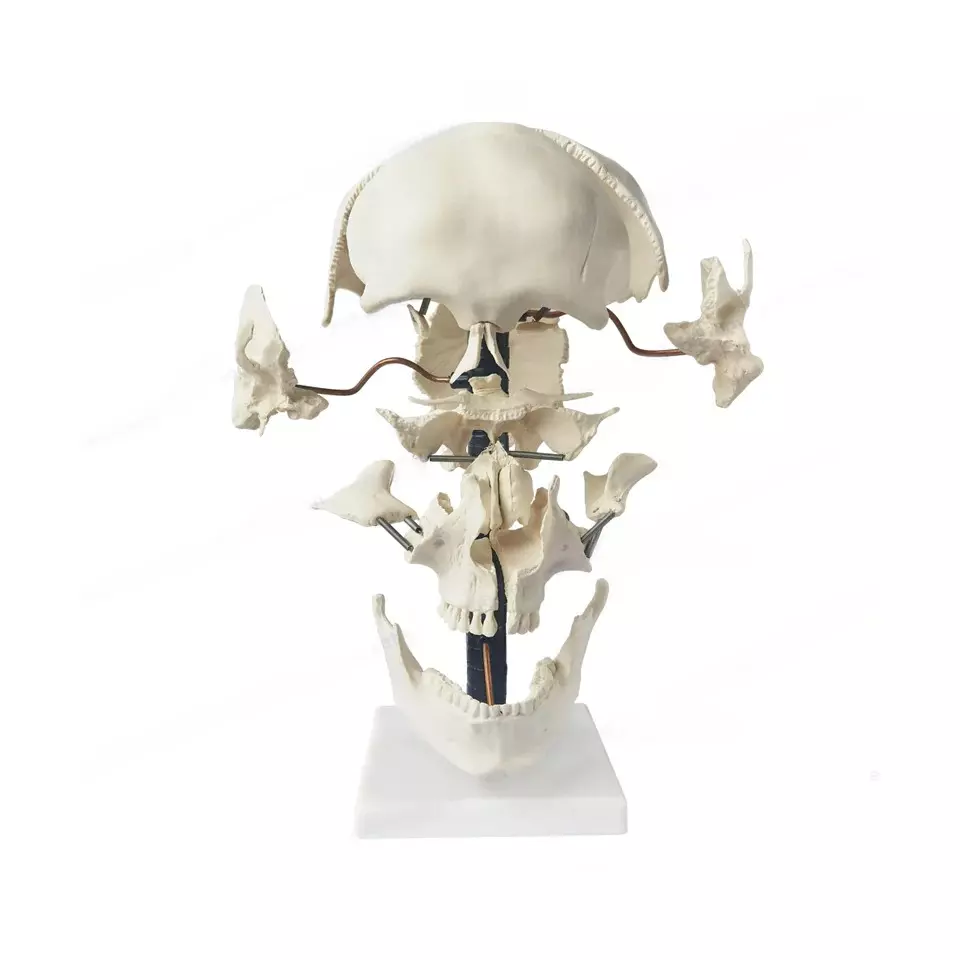 Zesco India Life Size Exploded Skull Model Made of PVC Plastic for Bio and Medical Labs, ZESCO- ZX-1205