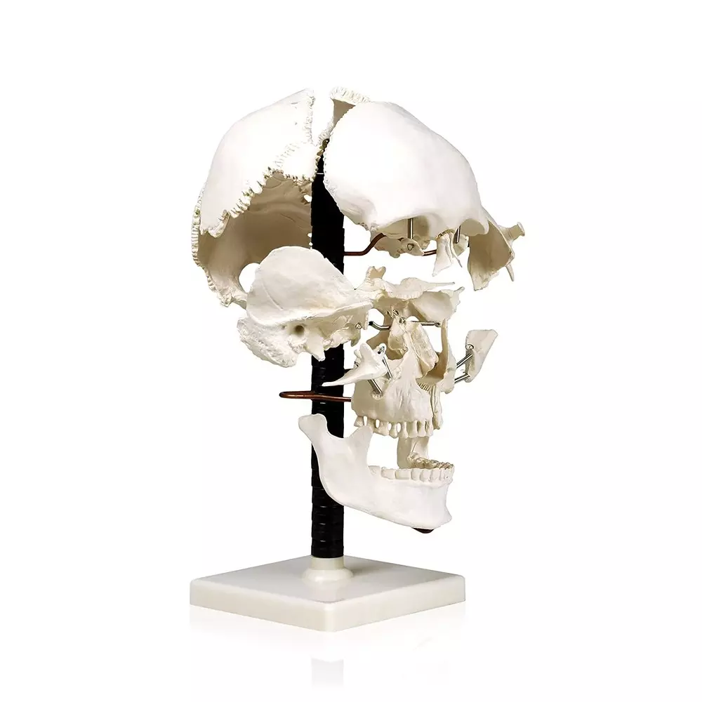 zesco-india-life-size-exploded-skull-model-made-of-pvc-plastic-for-bio-and-medical-labs-zesco-zx-1205
