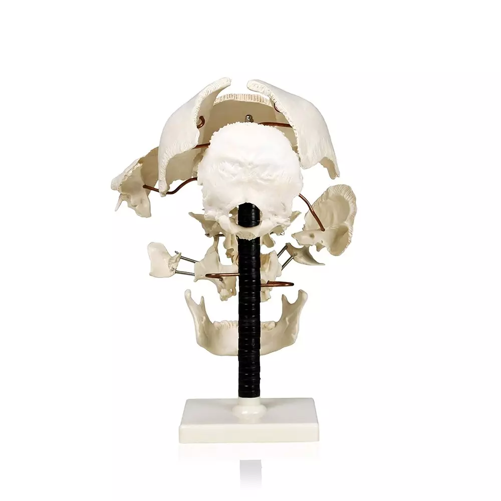 zesco-india-life-size-exploded-skull-model-made-of-pvc-plastic-for-bio-and-medical-labs-zesco-zx-1205