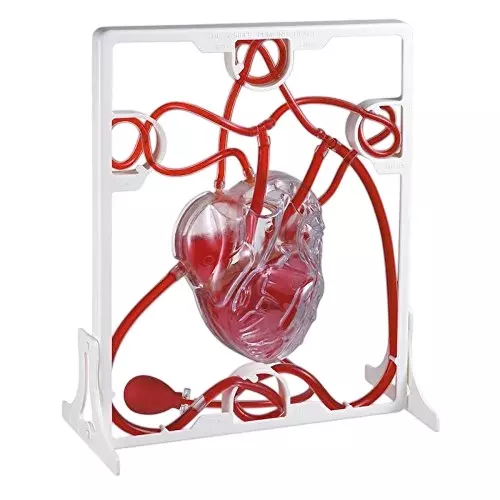 WKM Red and White PVC Pumping Heart Model for Educational Purpose KT120T