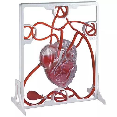 wkm-red-and-white-pvc-pumping-heart-model-for-educational-purpose-kt120t