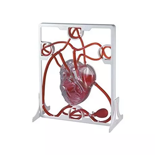 wkm-red-and-white-pvc-pumping-heart-model-for-educational-purpose-kt120t