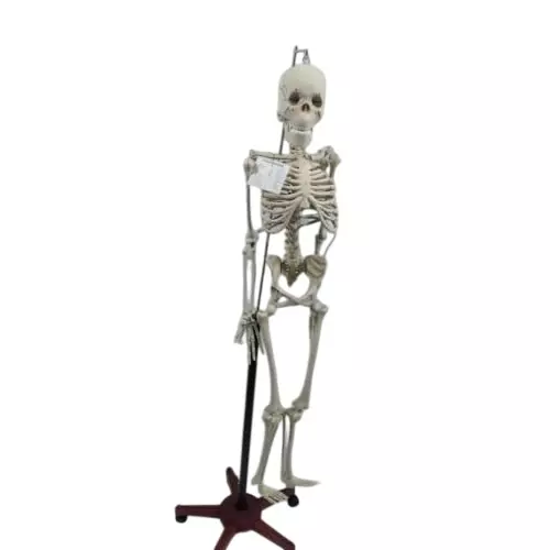 WKM 85 cm Tall White PVC Human Skeleton Model with Stand KT179CB
