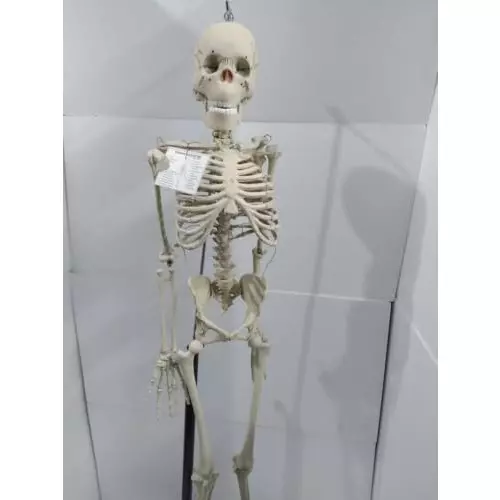 wkm-85-cm-tall-white-pvc-human-skeleton-model-with-stand-kt179cb