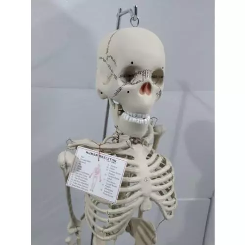 wkm-85-cm-tall-white-pvc-human-skeleton-model-with-stand-kt179cb