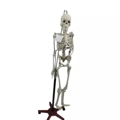 WKM 5 Ft White Color PVC Articulated Human Skeleton Model, Relist_KTN475