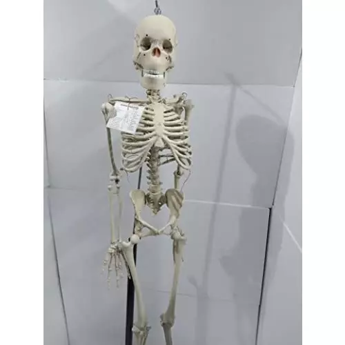 wkm-5-feet-white-color-pvc-articulated-human-skeleton-model-relist_ktn475