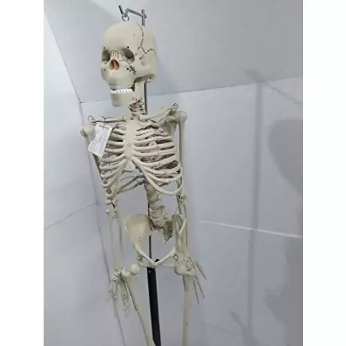 wkm-5-feet-white-color-pvc-articulated-human-skeleton-model-relist_ktn475