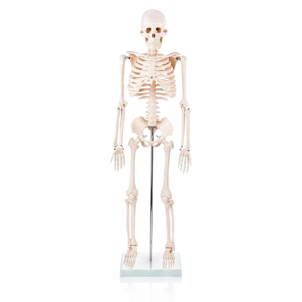 MODELSCART Human Skeleton Model Size 85 cm Mounted on Stand for Medical Education & Training, XC-102