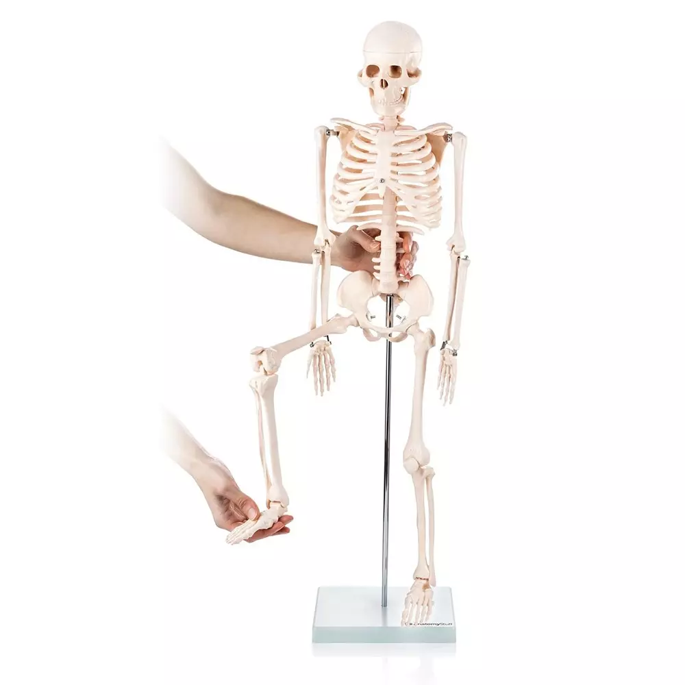 modelscart-human-skeleton-model-size-85-cm-mounted-on-stand-for-medical-education-training-xc-102