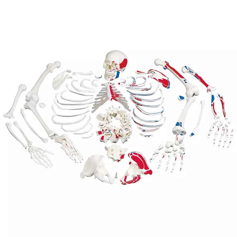 MODELSCART Life Size Disarticulated Skeleton with Skull and One Side Painted, Made of PVC Plastic for Medical Education & Training, XC-130B