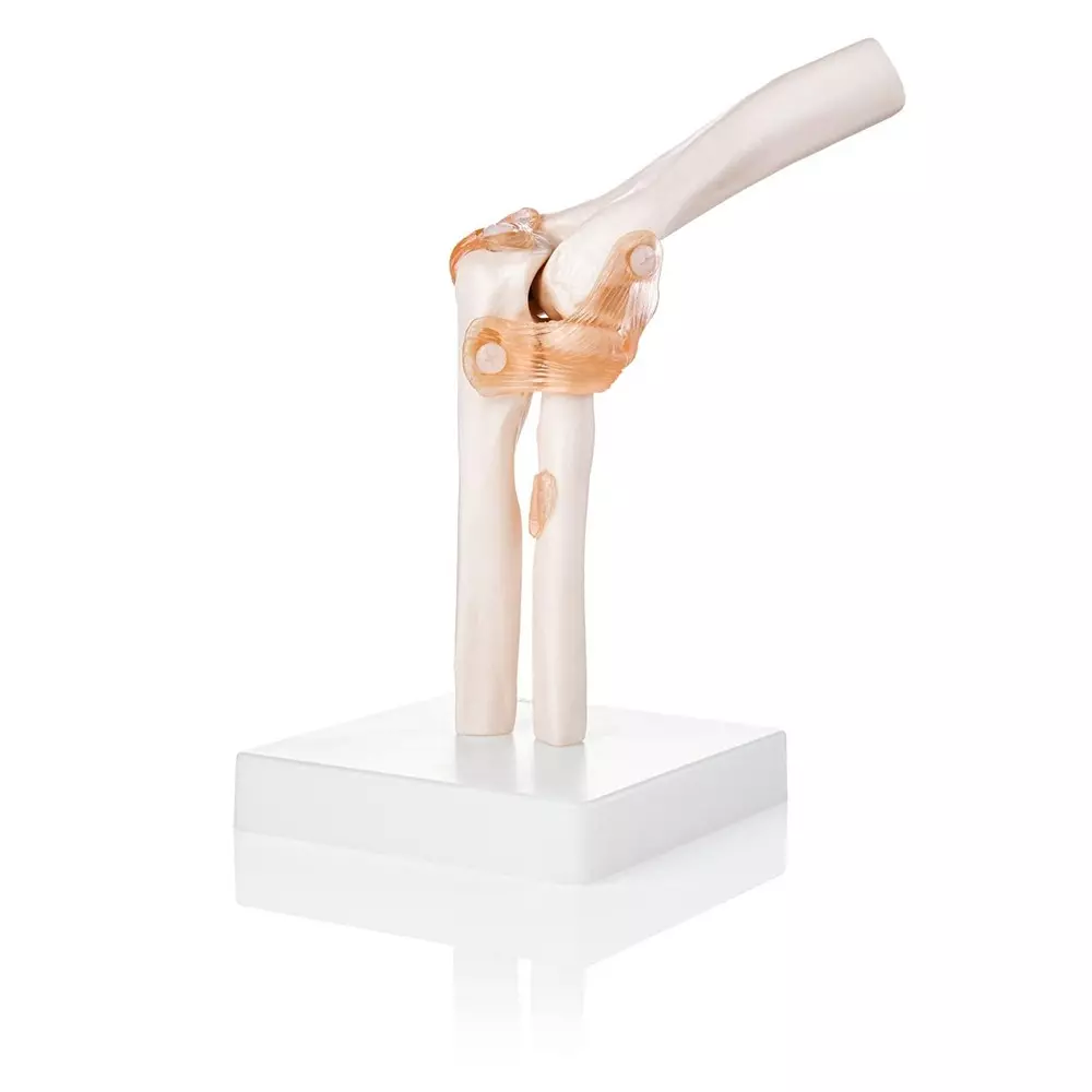 MODELSCART Life Size Elbow Joint Model Made of PVC, Plastic Base Mounting for Medical Education, XC-112