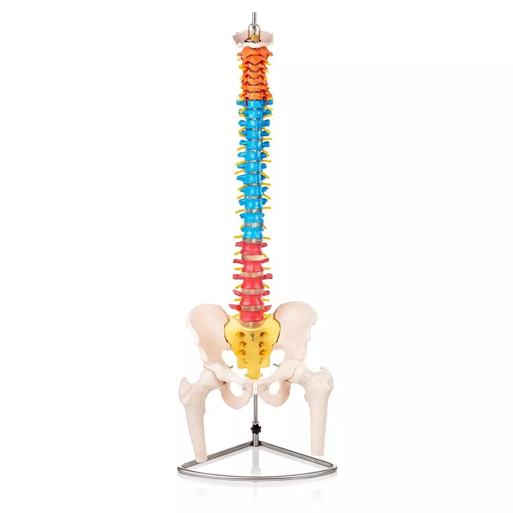 MODELSCART Life Size Didactic Vertebral Column with Pelvis and Femur Heads, Made of PVC Plastic, Deluxe Chrome Stand Mounting for Medical Education, XC-126C