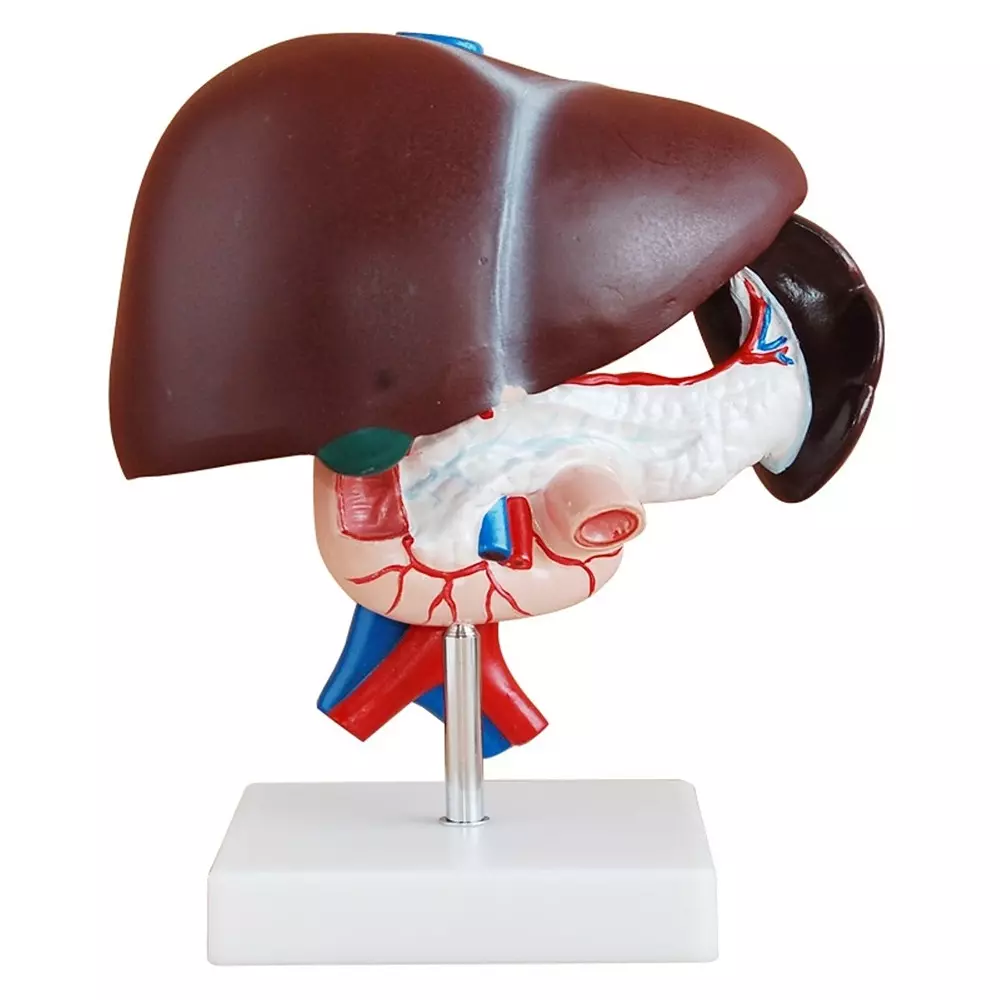 MODELSCART Life Size Liver, Pancreas and Duodenum Model Made of PVC Plastic for Medical Education & Training, XC-311