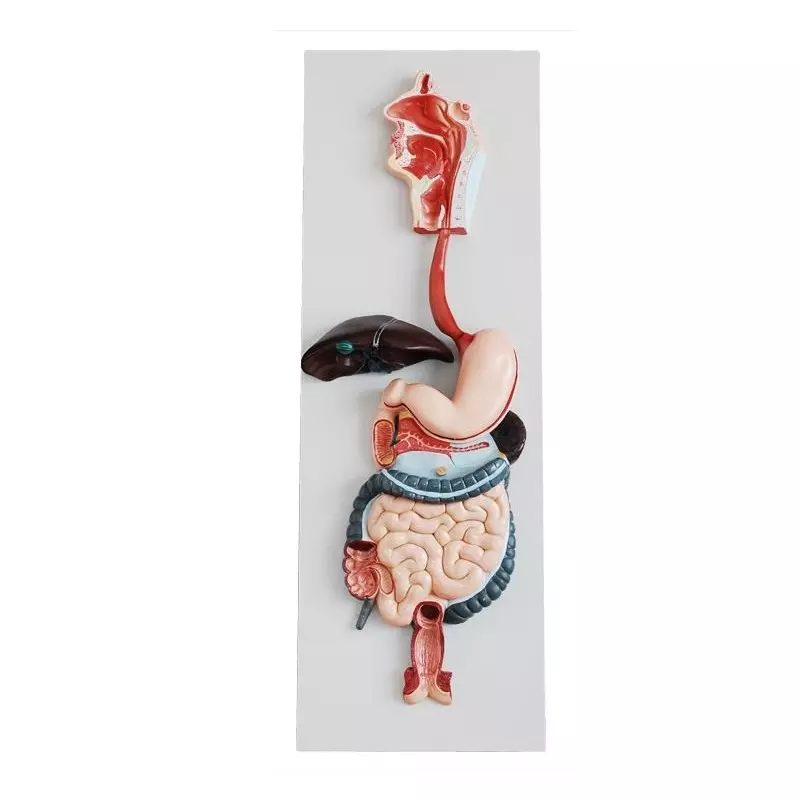 MODELSCART Life Size Digestive System Model Made of PVC Plastic, Baseboard Mounting for Medical Education, RX-315