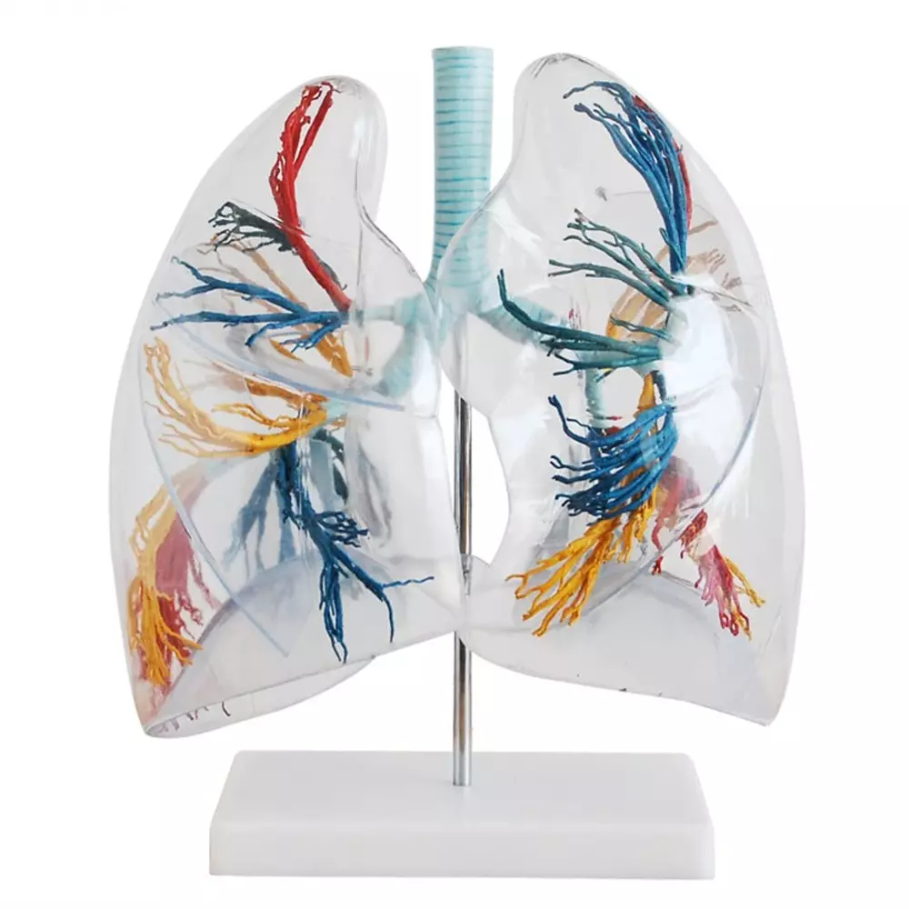 MODELSCART Transparent Lung Segment Model, Made of PVC Plastic, Mounted on Stand for Medical Education & Training, XC-330