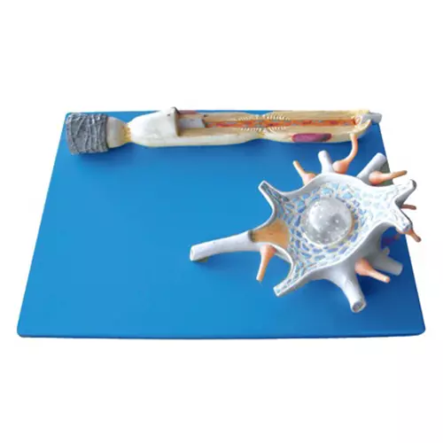 MODELSCART Neuron Model, Made of Advanced PVC, Mounted on Board for Medical Education & Training, RX-A18001