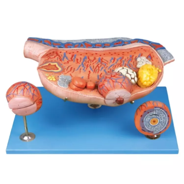 MODELSCART Enlarged Ovary Model, Made of PVC Plastic, Stand with Base Mounting for Medical Education & Training, RX-A41003