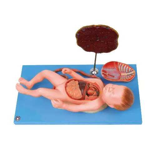 MODELSCART Life Size Fetus with Viscera and Placenta Made of PVC, Mounted on Plastic Board for Medical Education, RX-42008