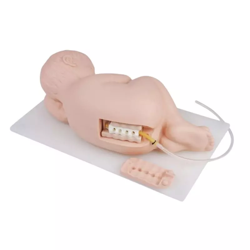 MODELSCART Neonatal Lumbar Puncture Model PVC Body for Training Medical Students, RX-L68B