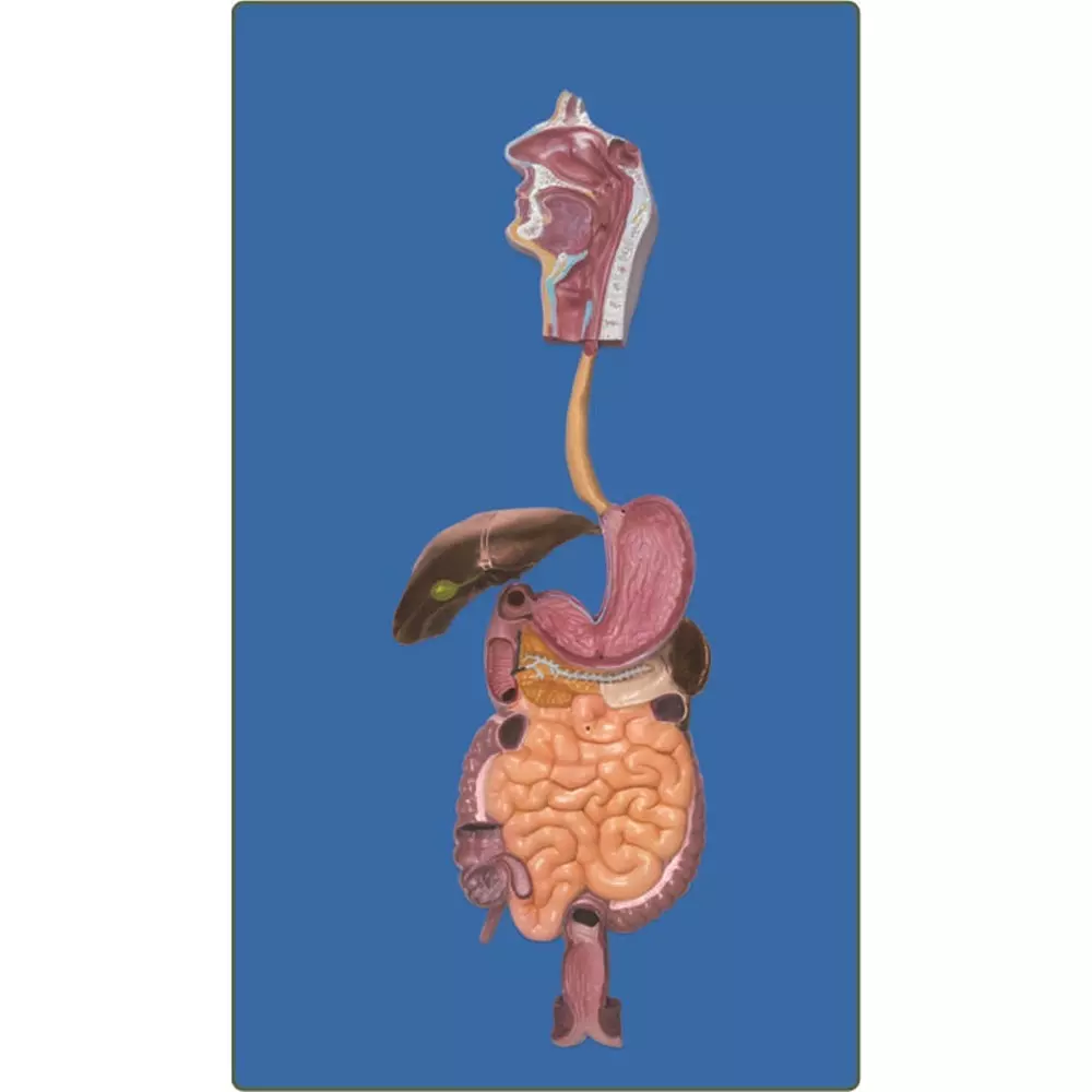 Zesco India Human Digestive Model Made of HSP Resin for Bio and Medical Labs, ZESCO-Z1-1301A