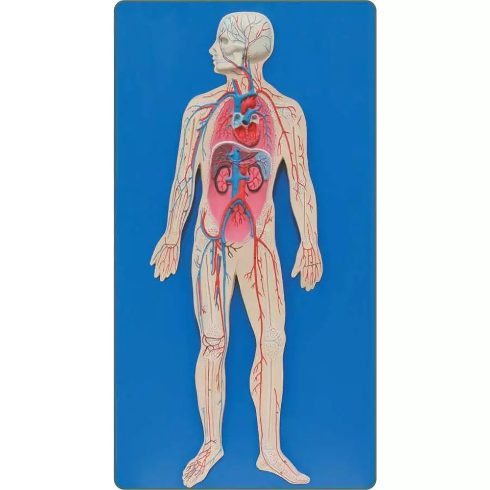 Zesco India Half Life Size Human Circulatory System Made of HSP Resin for Bio and Medical Labs, ZESCO- ZI-1302