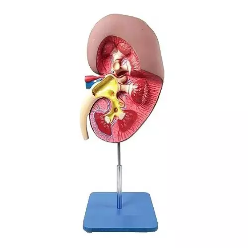 Zesco India 3 Times Life Size Kidney Model Multicolor HSP Resin Body for Biology and Medical Labs, ZESCO-ZX-1407