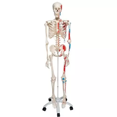 MODELSCART Life Size Human Skeleton Model with One Side Painted Muscles Made of PVC Plastic & Sturdy Base Mounting for Medical Education, RX-A11102